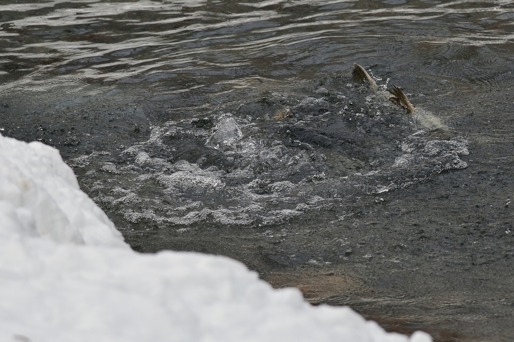 真冬の鮭　⑦　産卵行動