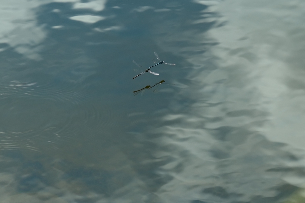 キタイトトンボ-2　＝＝＝＞ルリイトトンボに訂正します。