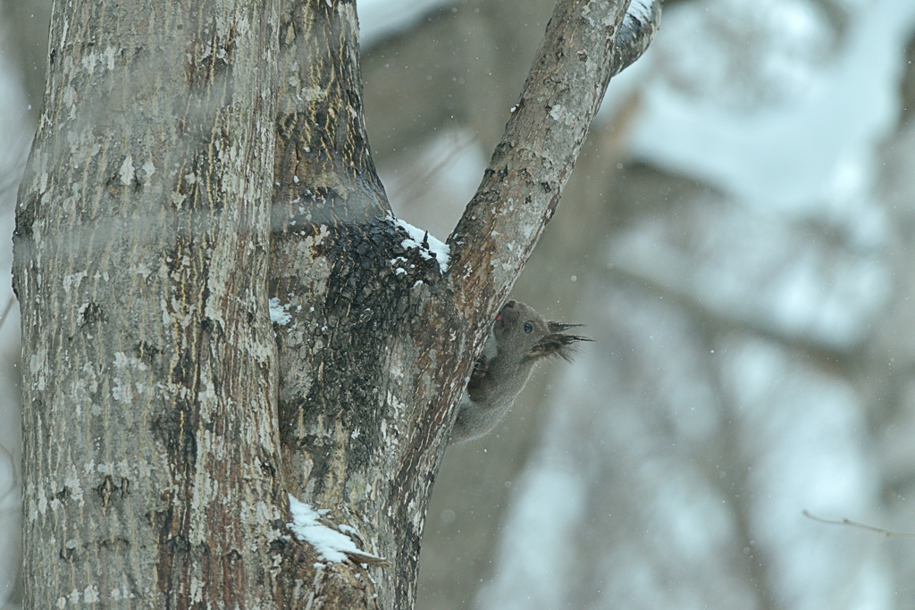 リスが樹液をなめるころ　3