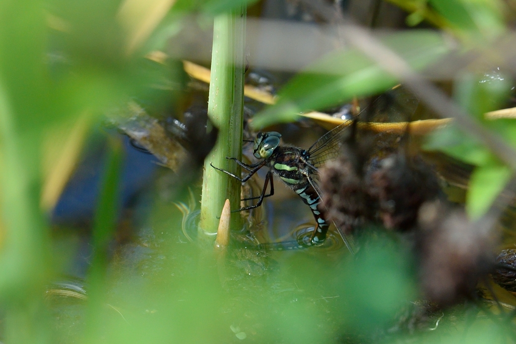 オオルリボシヤンマの産卵