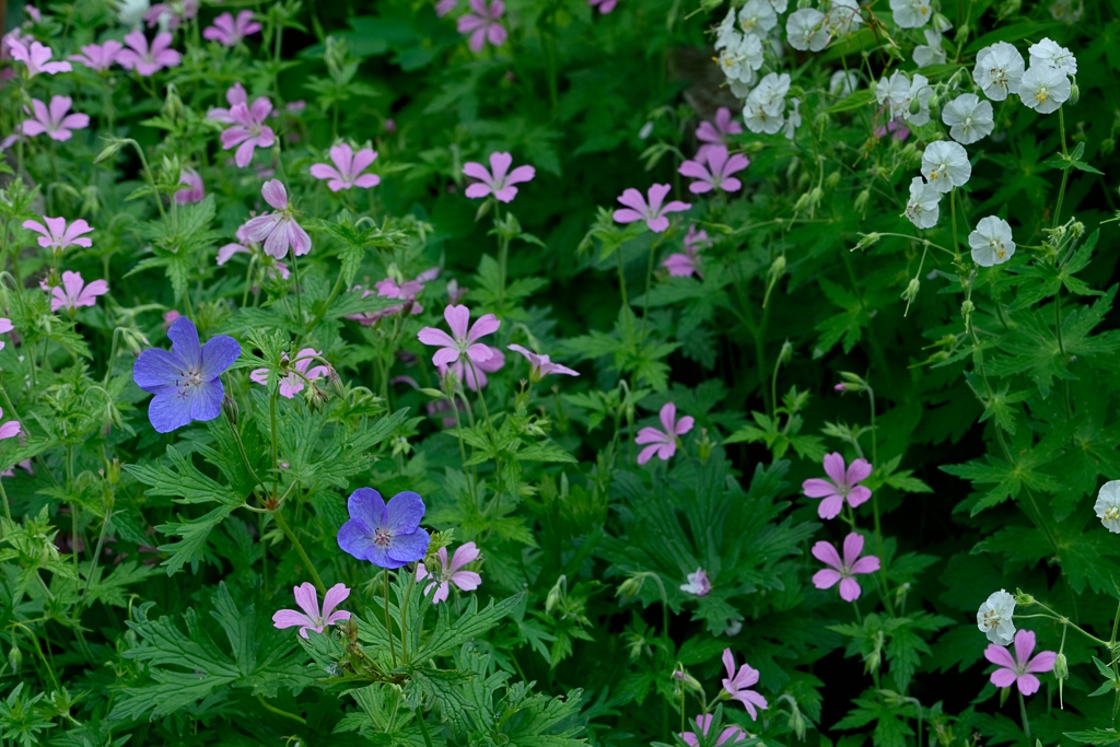 芍薬が目覚める頃　6