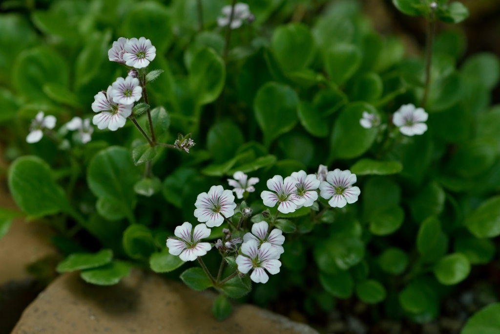 芍薬が目覚める頃　13