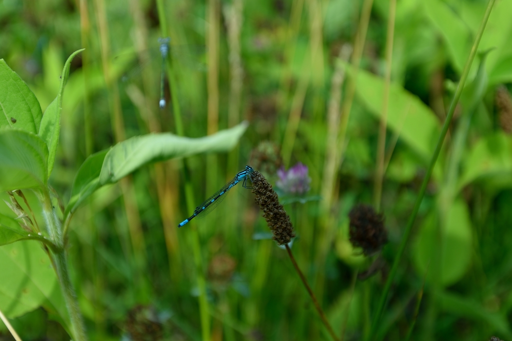 エゾイトトンボ