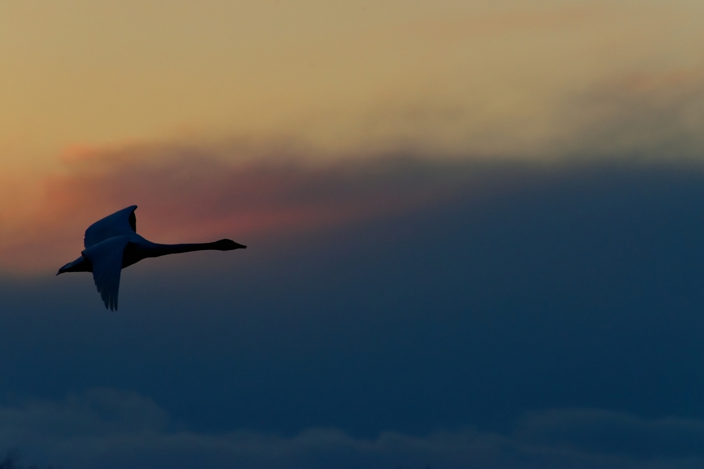 白鳥・夕景 Ⅳ