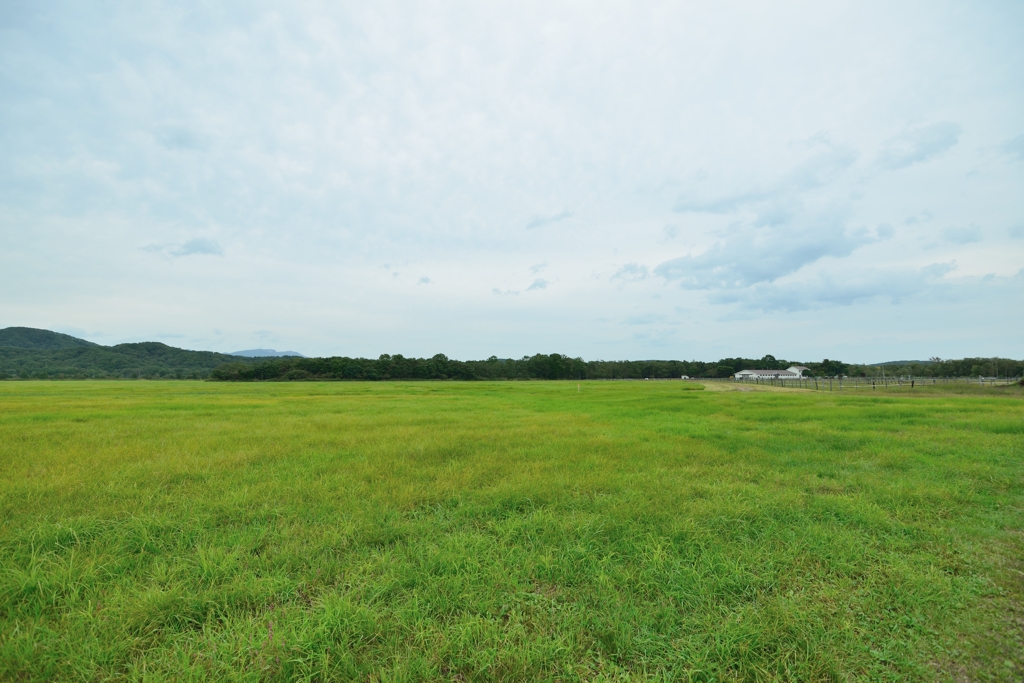 鮭ウォッチング11