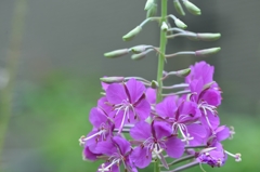 ヤナギラン　赤花