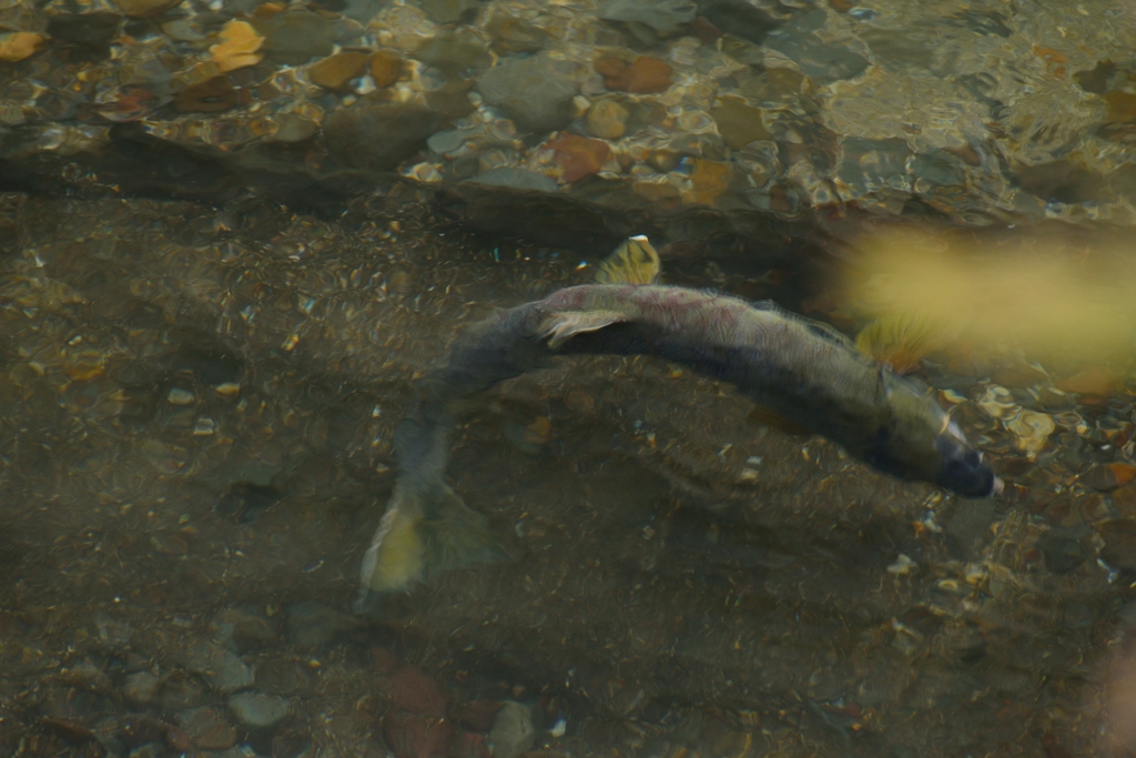 鮭ウォッチング8