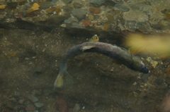 鮭ウォッチング8