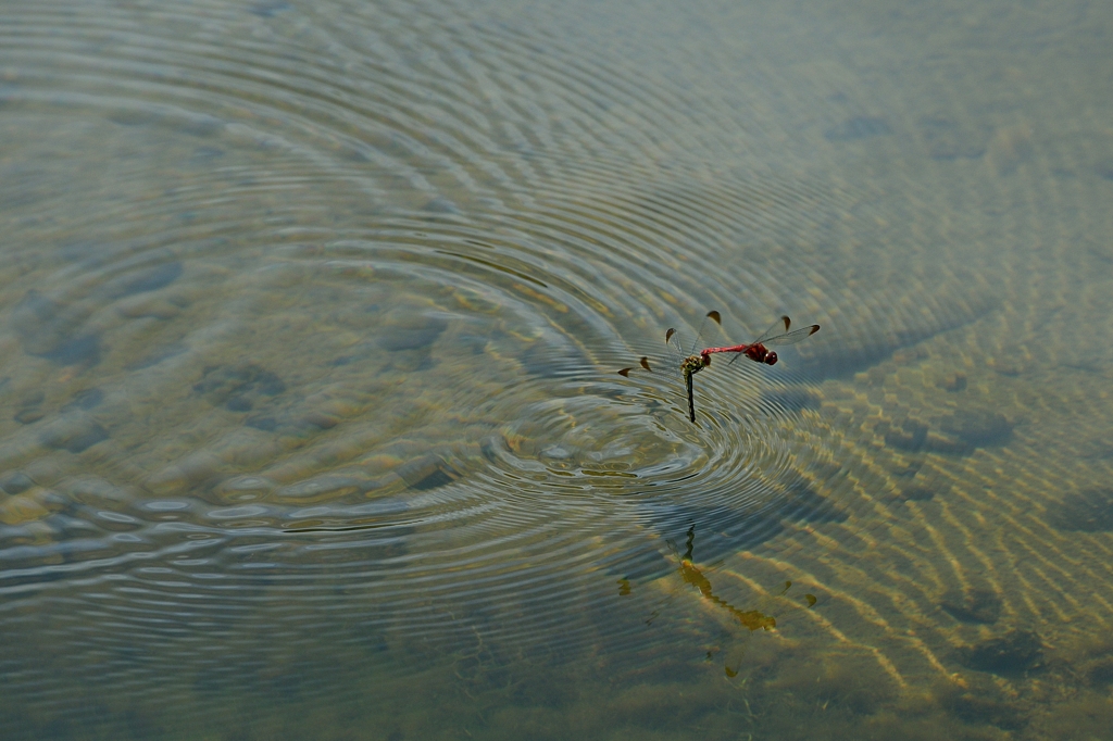 ノシメトンボ　＝＝＝＞　コノシメトンボに訂正します。