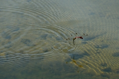 ノシメトンボ　＝＝＝＞　コノシメトンボに訂正します。