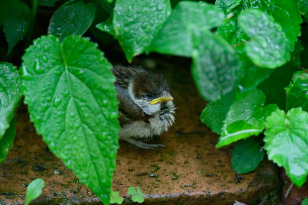 ６月の雨の日⑤