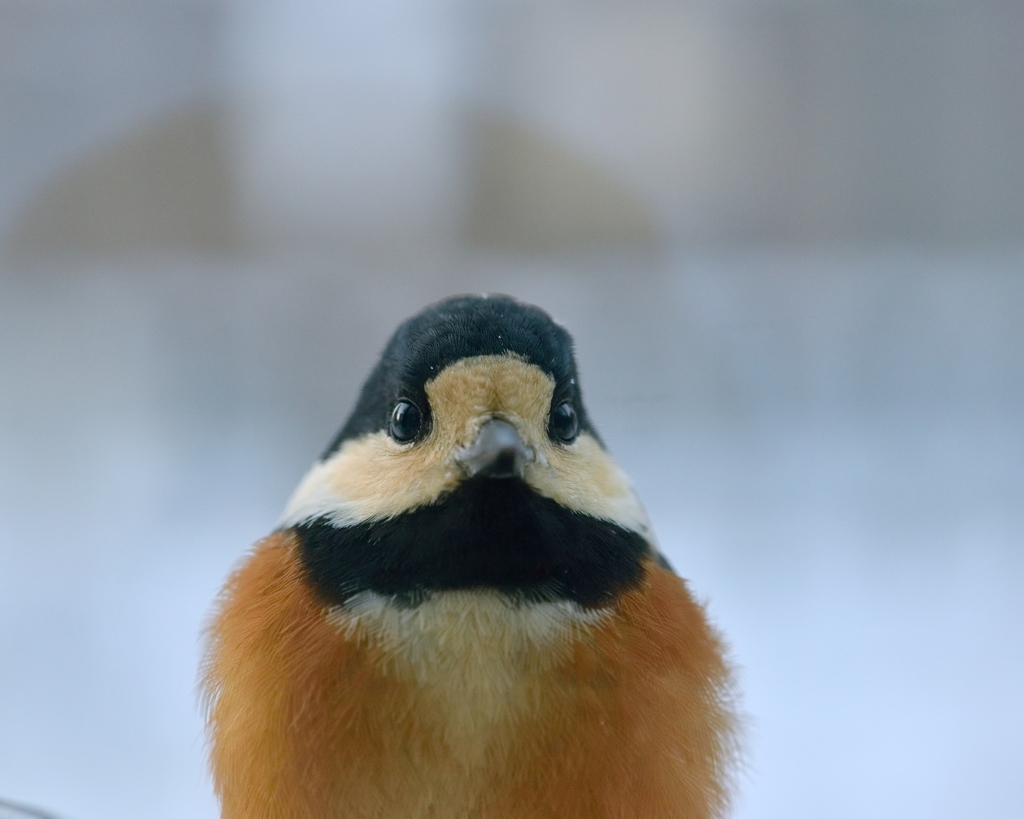 超ずぼら野鳥観察　ヤマガラ マクロ