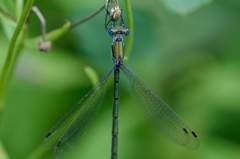 アオイトトンボ？