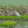 アマサギ１