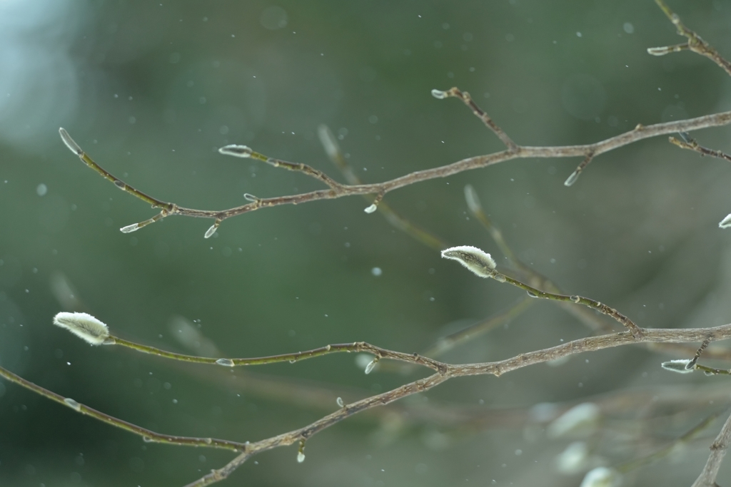 リスが樹液をなめるころ　6