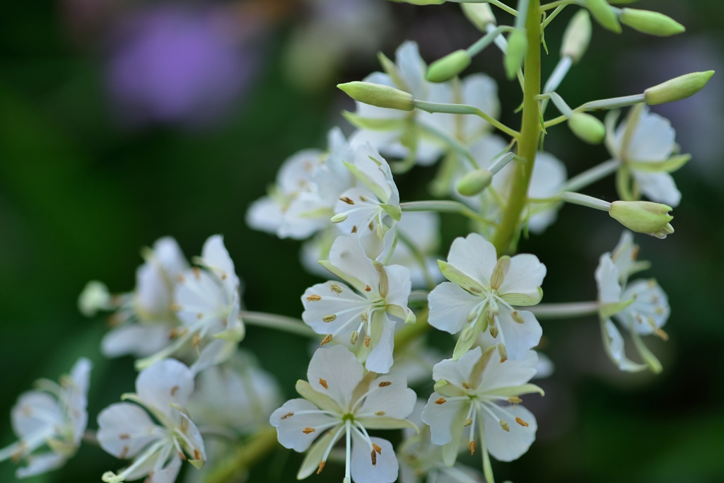 ヤナギラン　白花種