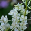 ヤナギラン　白花種