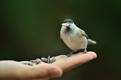 秋　研究林の鳥　5