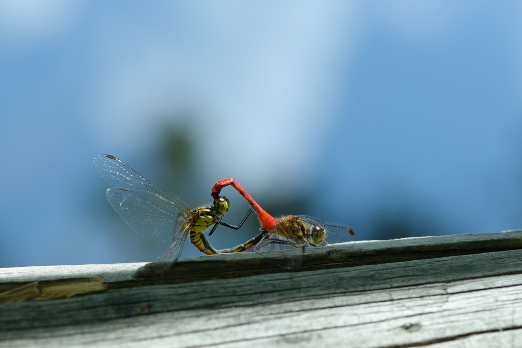 マユタテアカネ