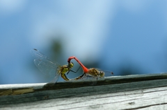 マユタテアカネ