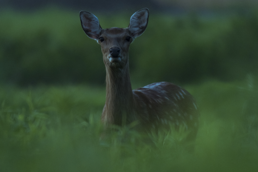 母鹿 夕間暮れ