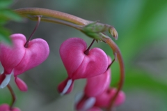 庭の花　ケマンソウ　赤花