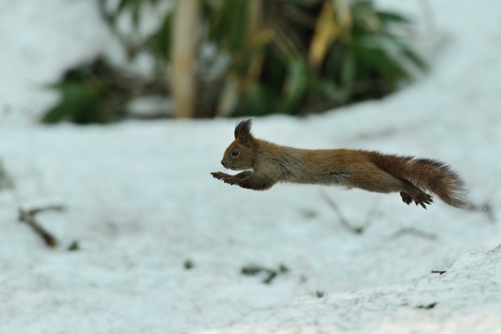 エゾリス　跳ぶ