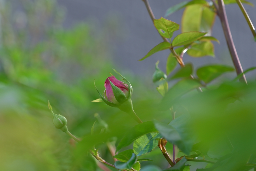 芍薬が目覚める頃　16