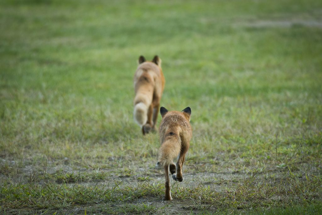或る日のキツネ-1587