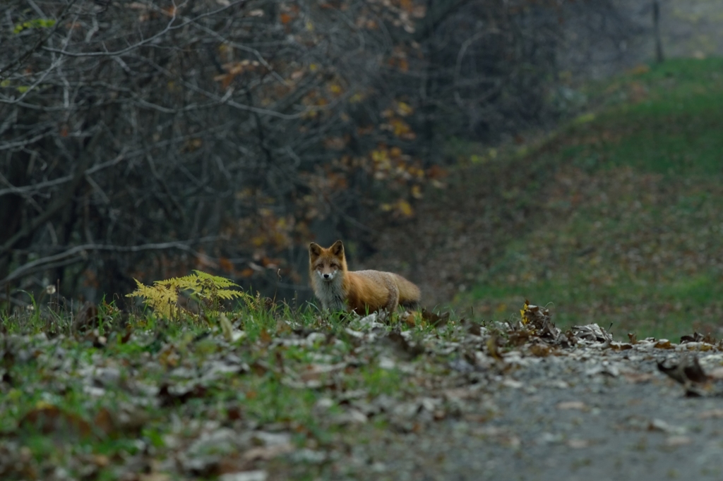 晩秋　くすんでいく光　-　7