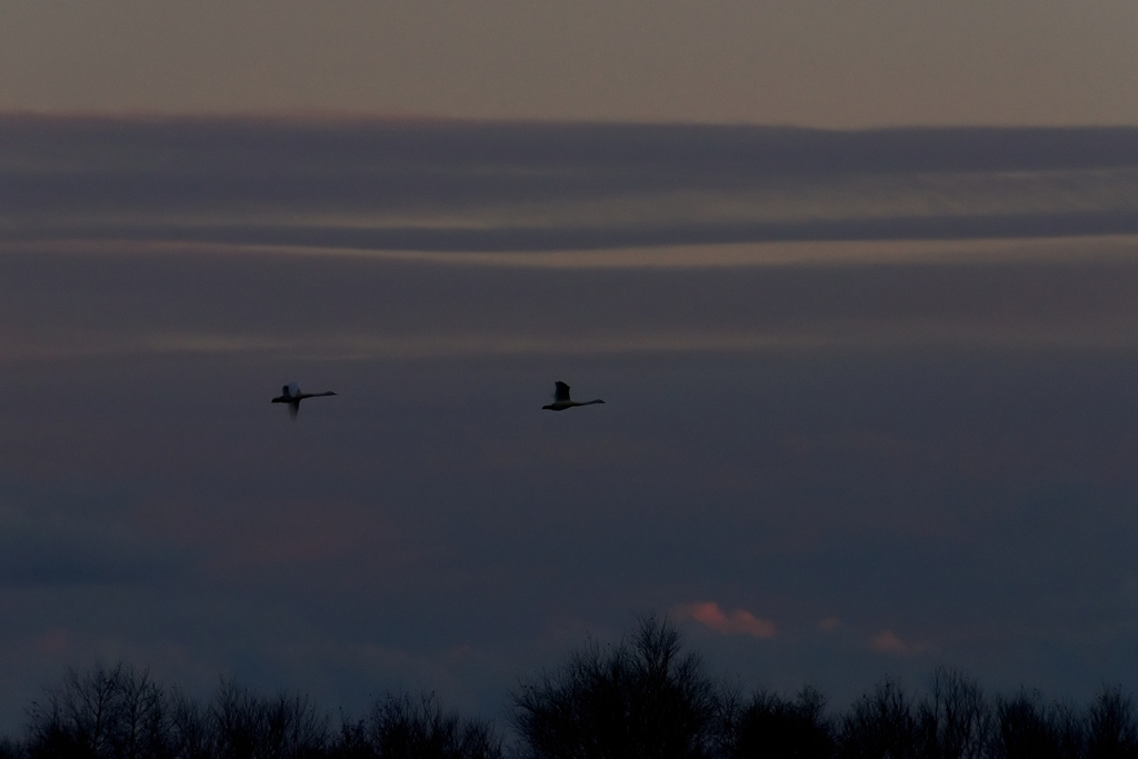 白鳥・夕景 Ⅴ