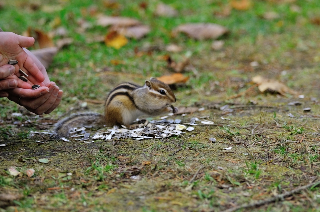 もうすぐ冬眠　4