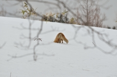 キタキツネ　雪解けの頃　Ⅳ