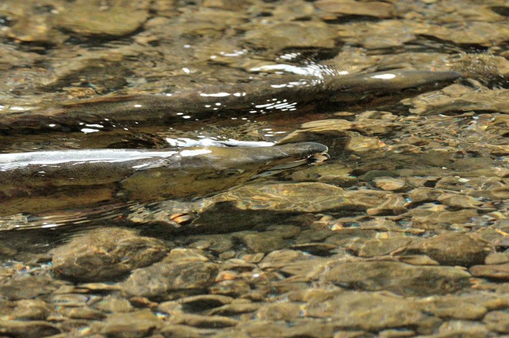 鮭ウォッチング5