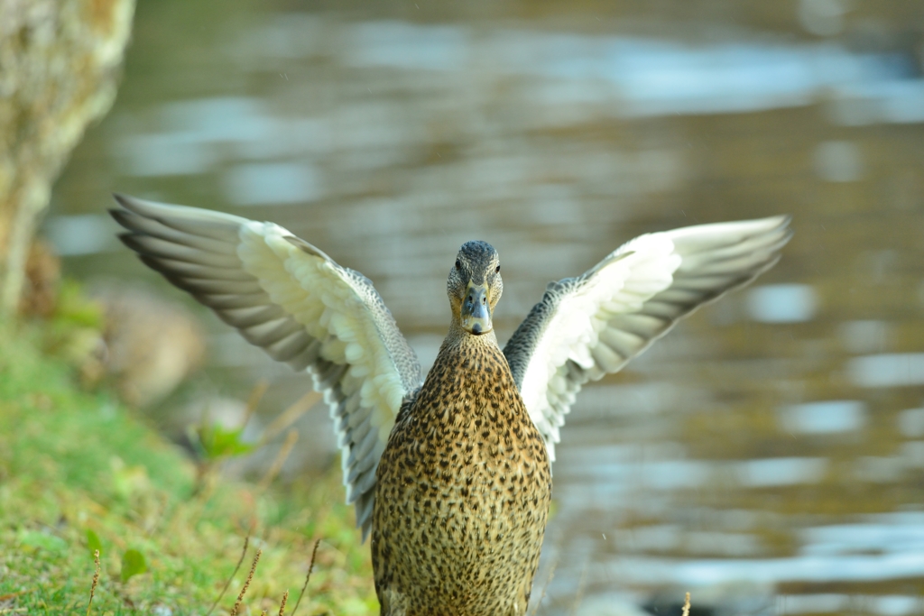 秋　研究林の鳥　１