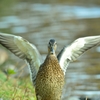 秋　研究林の鳥　１