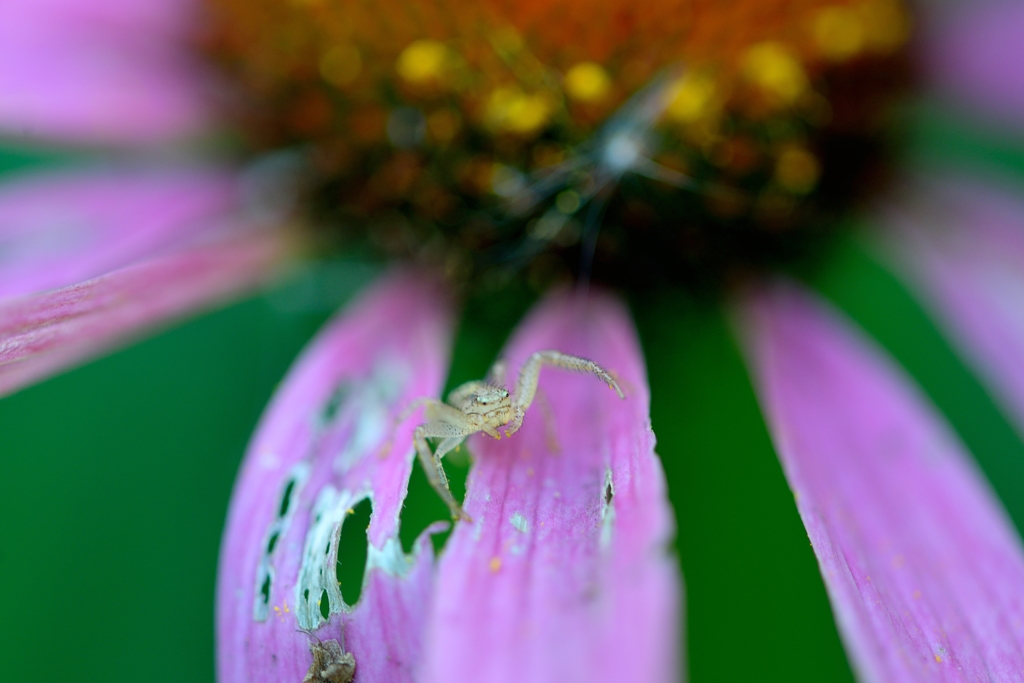 花びらに毛ガニ？