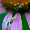 花びらに毛ガニ？