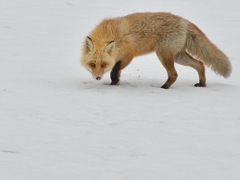 キタキツネ　雪解けの頃　Ⅴ