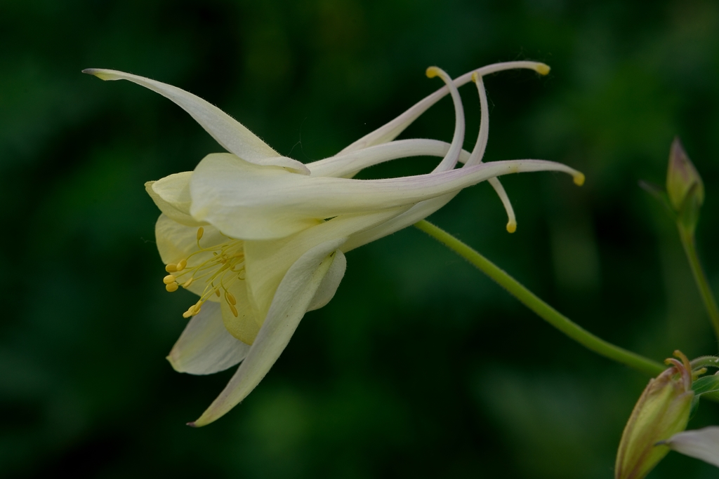 庭の花　セイヨウオダマキ　交雑種