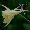 庭の花　セイヨウオダマキ　交雑種