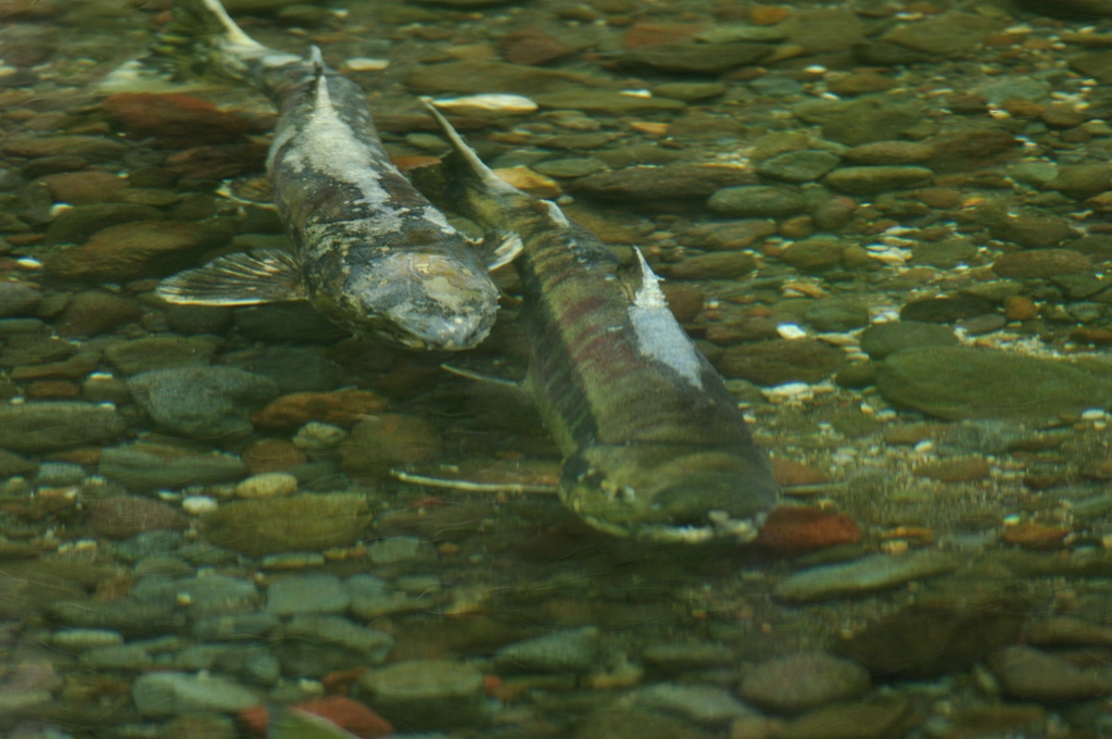 鮭ウォッチング6