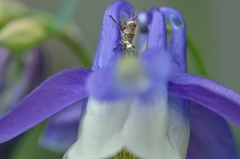 庭の花　オダマキ　ちびバッタ