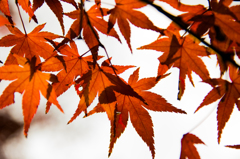 Momiji_2