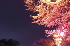 夜桜2