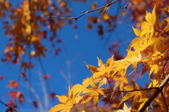 四万の紅葉