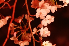 夜桜