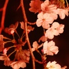夜桜