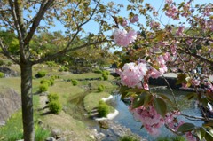 八重桜