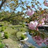 八重桜